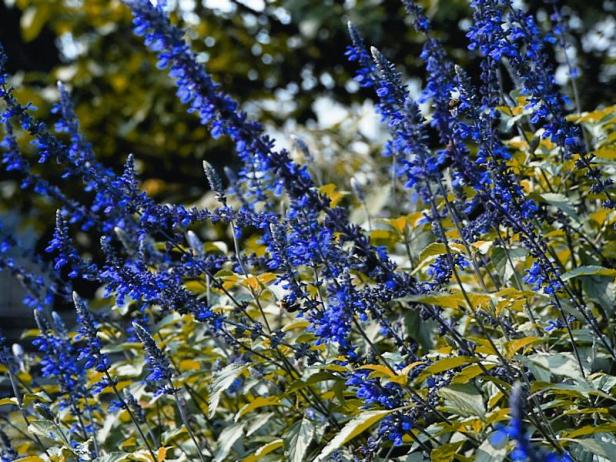 ‘Indigo Spires’ Salvia (Salvia longispicata x S. farinacea) ‘Indigo Spires’ Salvia (Salvia longispicata x S. farinacea)