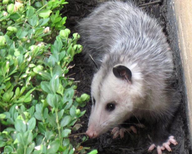 Opossums are reviled for their appearance, but can be helpful in the garden.