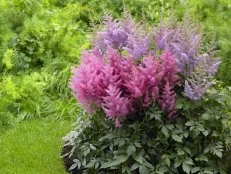 Astilbe