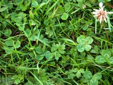 The odds of finding a four-leaf clover are one in ten thousand.
