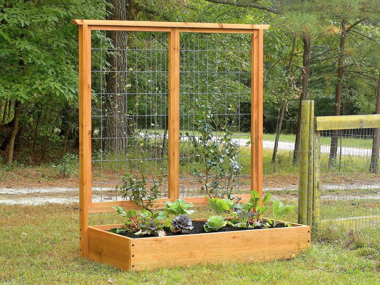 Growing Plants on Trellises howtos DIY