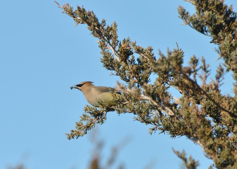 Evergreens keep their needles and leaves during the winter months, making perfect hide-outs for year round birds that live in your backyard. Evergreens, like this eastern red juniper, provide berries as an added bonus. A cedar waxwing holds a berry within his beak.