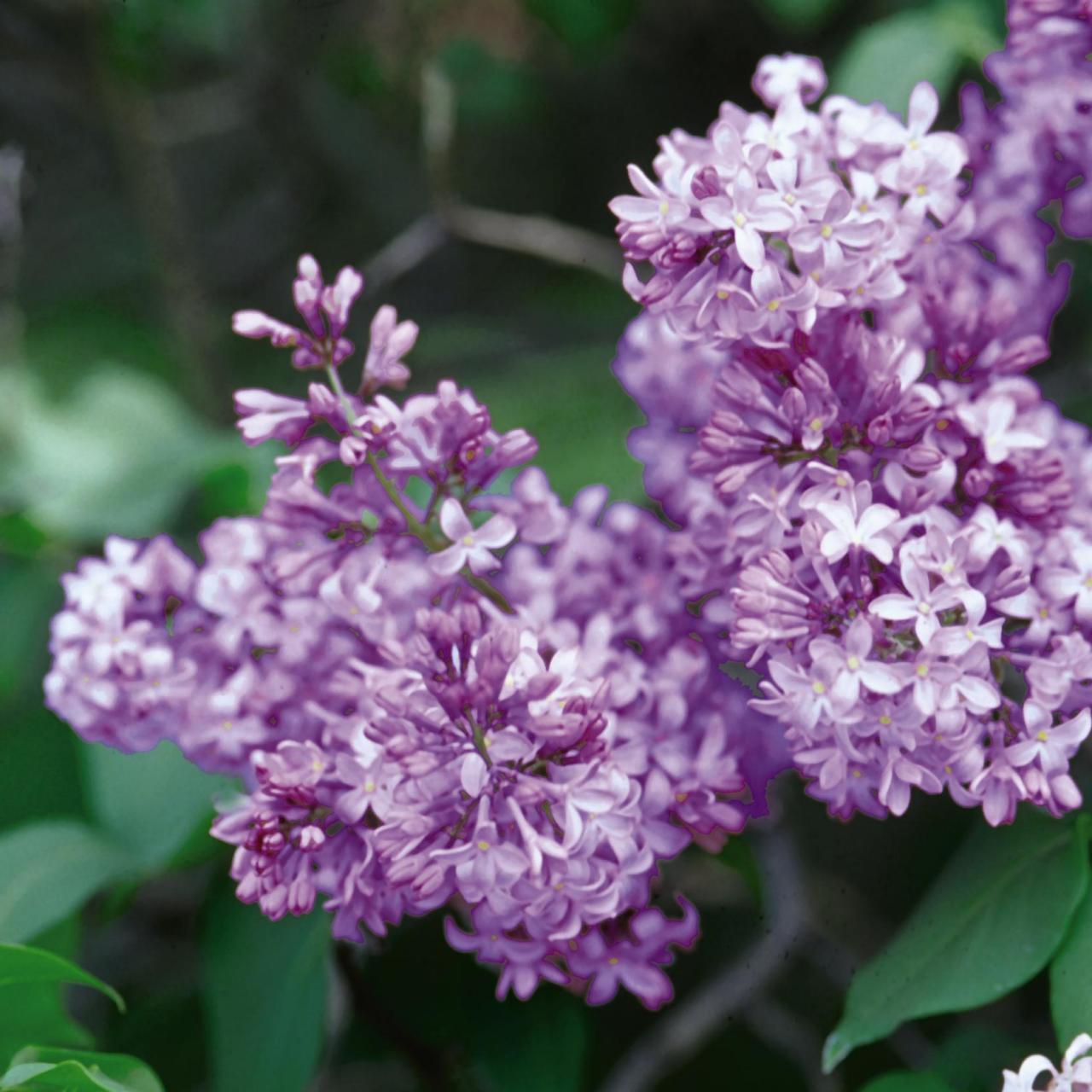 How to Plant and Care for Lilacs HGTV