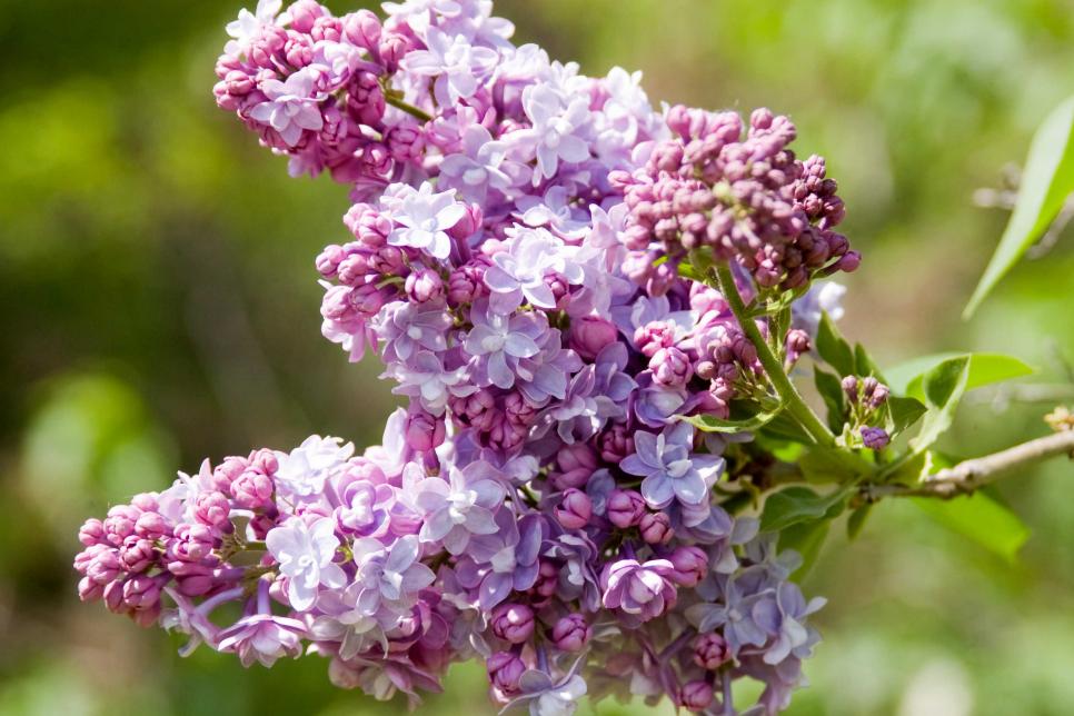 18 Lilac Varieties | HGTV