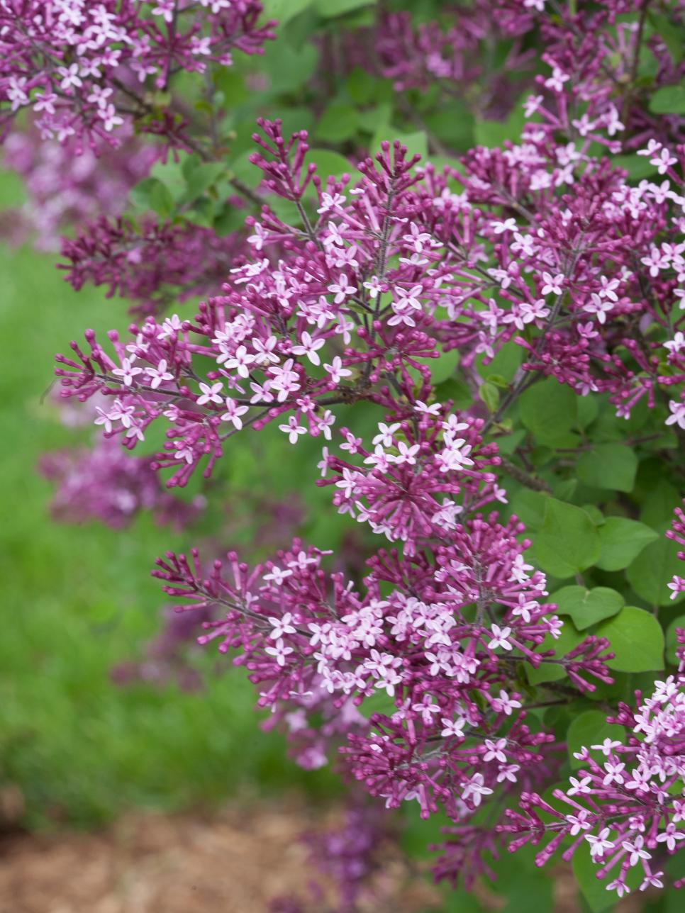 18 Lilac Varieties | HGTV