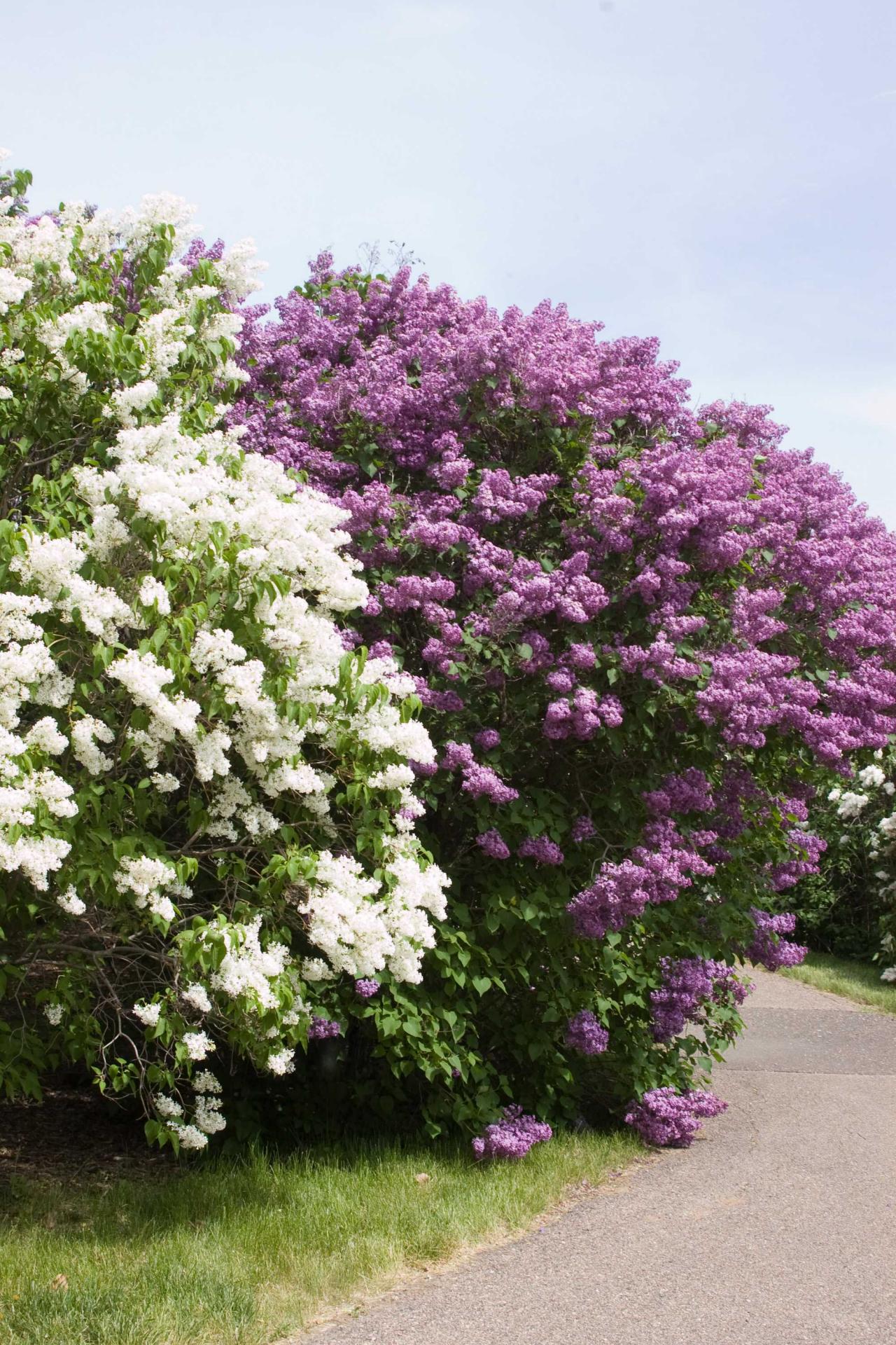 How to Plant and Care for Lilacs HGTV