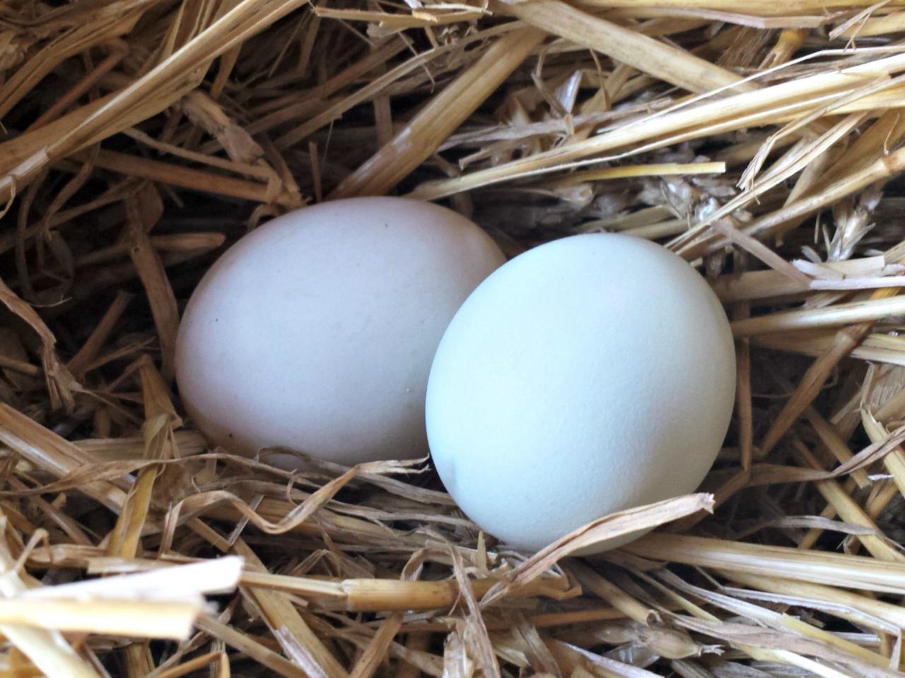 what-to-know-about-duck-eggs-hgtv