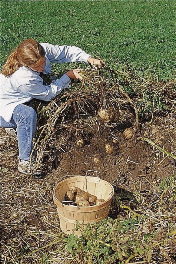 Harvesting Potatoes Harvesting Potatoes