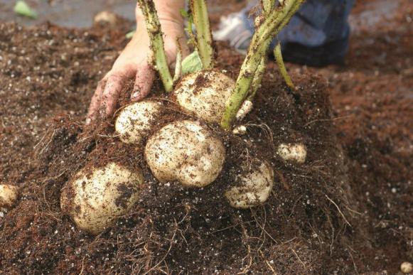 Potatoes and Stems In Soil Potatoes and Stems In Soil