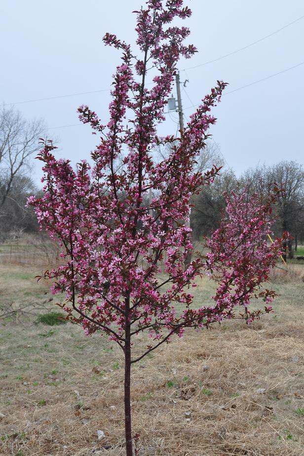 Another Royal Raindrops crabapple we planted Another Royal Raindrops crabapple we planted