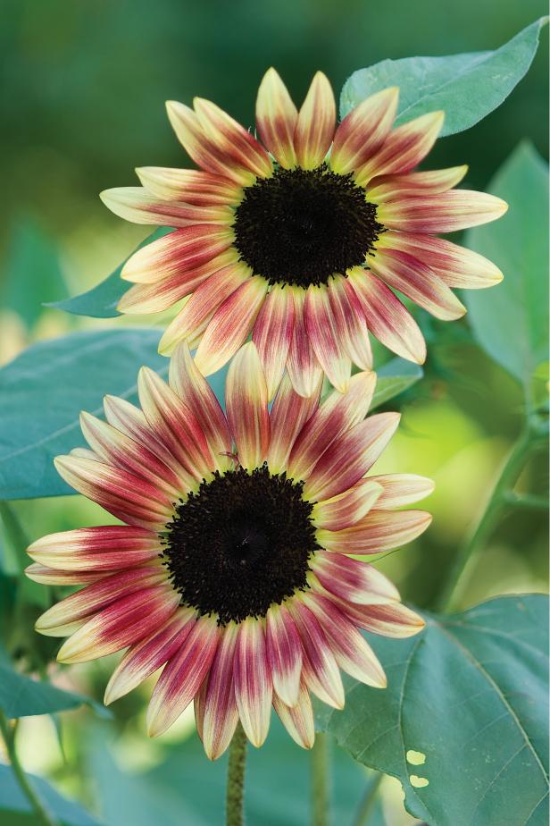 Sunflower 'Strawberry Blonde' Sunflower 'Strawberry Blonde'