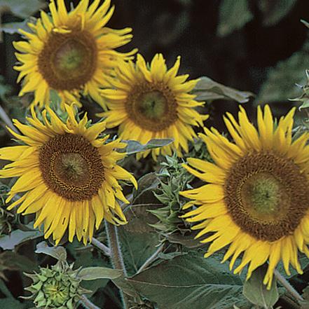Sunflower 'Irish Eyes'