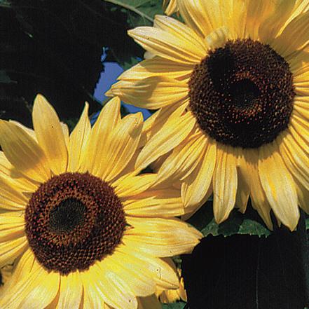 Sunflower 'Lemon Queen'