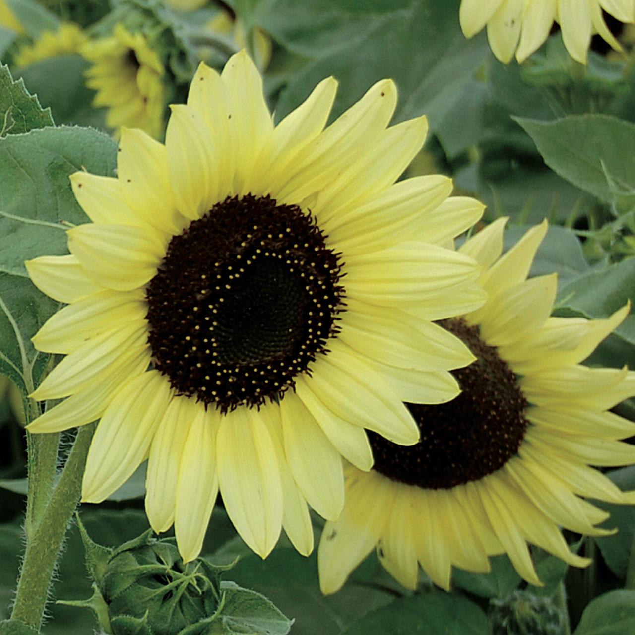 Different types of sunflowers plants Idea