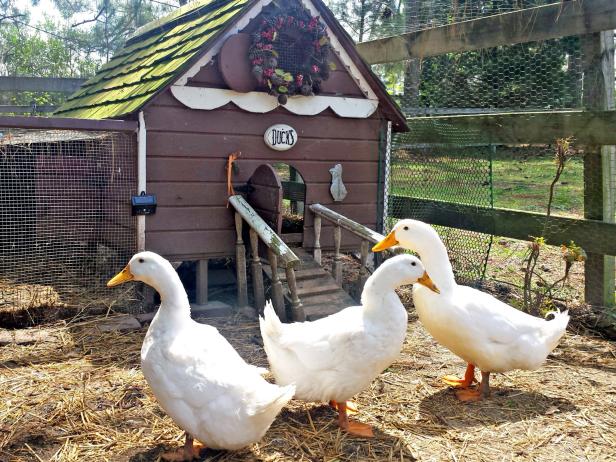 Duck House Water Access