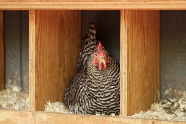 Making Chicken Nesting Boxes Hgtv 