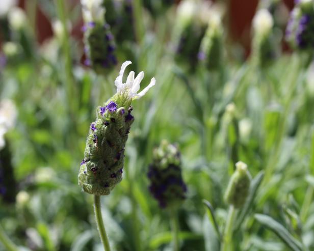 'White Anouk' Lavandula Stoechas 'White Anouk' Lavandula Stoechas