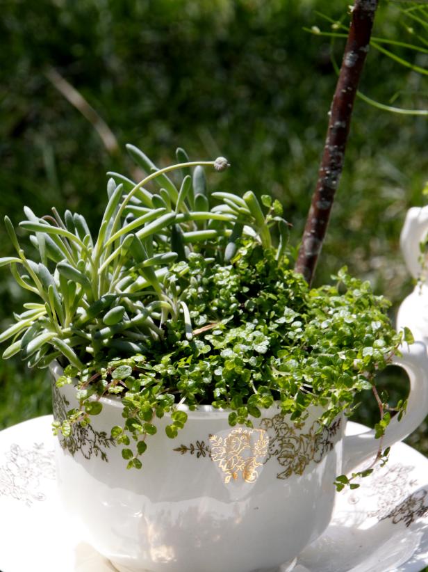 Plant a Teacup Garden HGTV