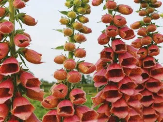 'Polkadot Polly' foxgloves are covered with bell-shaped flowers in bright apricot-pink. The stems grow 23 to 35 inches long, so they're wonderful to cut for vases and bouquets. Because this foxglove is a hybrid, the plants do not produce seeds.