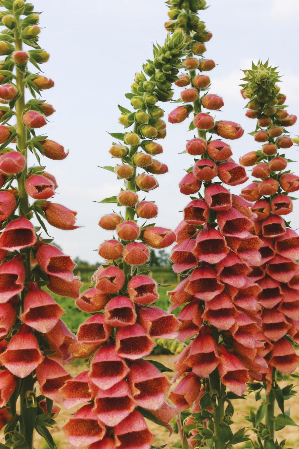 Foxglove Varieties HGTV