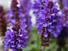 With over 900 species — annuals and perennials — it's easy to find a variety of low-maintenance salvia for your yard.