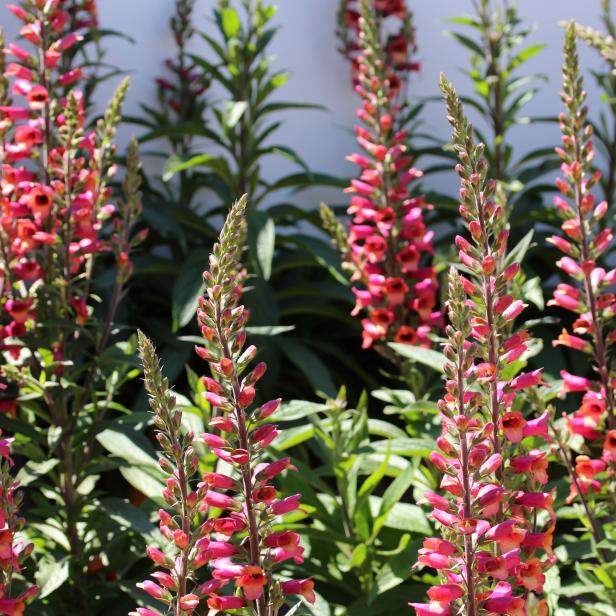 'Foxlight Ruby Glow' Digitalis 'Foxlight Ruby Glow' Digitalis