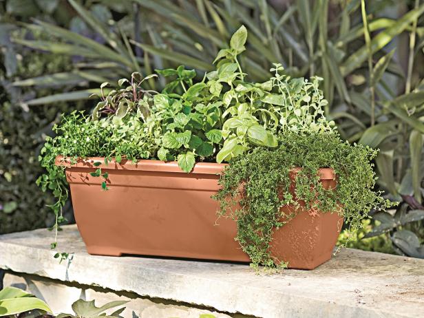 Herb Window Box Herb Window Box