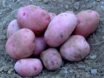 Highly prized for their mildly dry, golden flesh and rosy-red skin, Rose Gold potatoes are considered one of the most versatile of red skinned tubers and are great for roasting, baking and steaming.