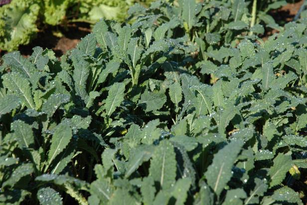 Growing Kale Growing Kale