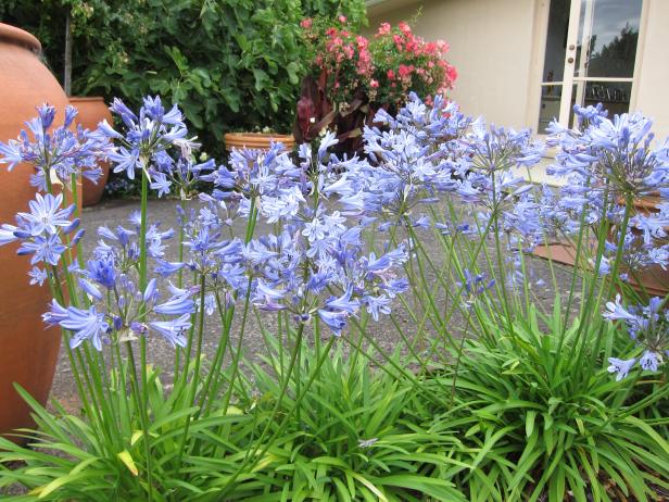 Blue Storm Agapanthus Blue Storm Agapanthus
