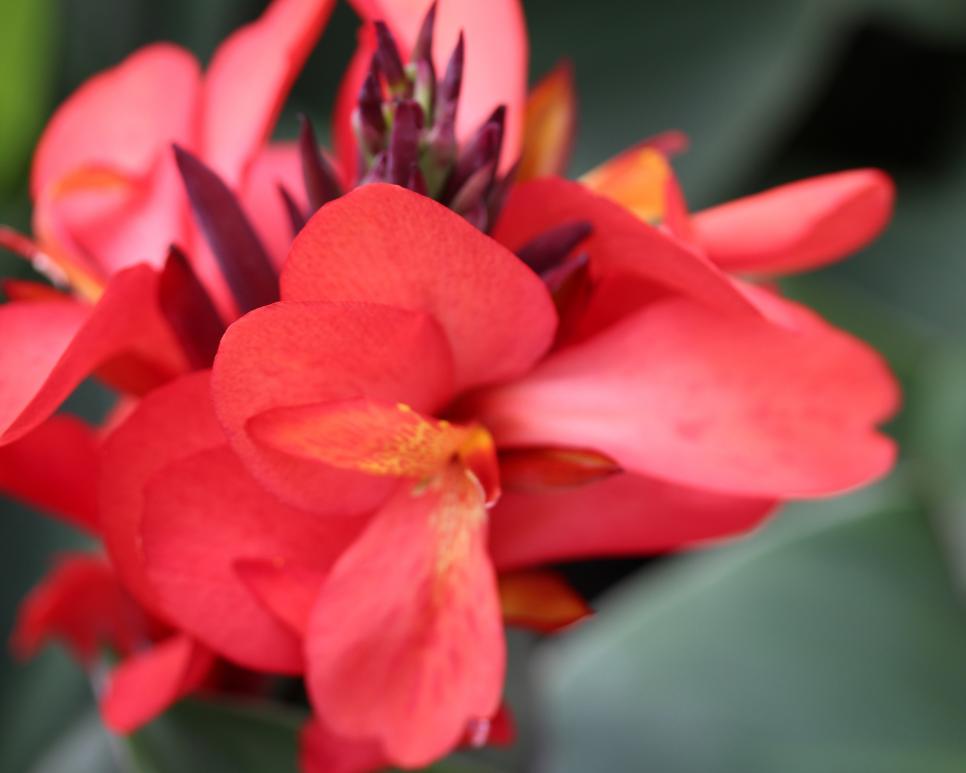 Canna Planting Choices Growing Canna Lily HGTV