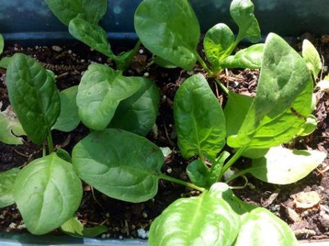 Grow Your Own Salad Garden