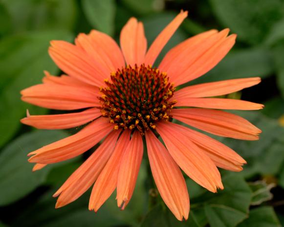Echinacea ‘Evan Saul’ Echinacea ‘Evan Saul’