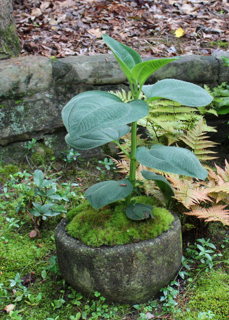 Moss Arrangement Ideas HGTV