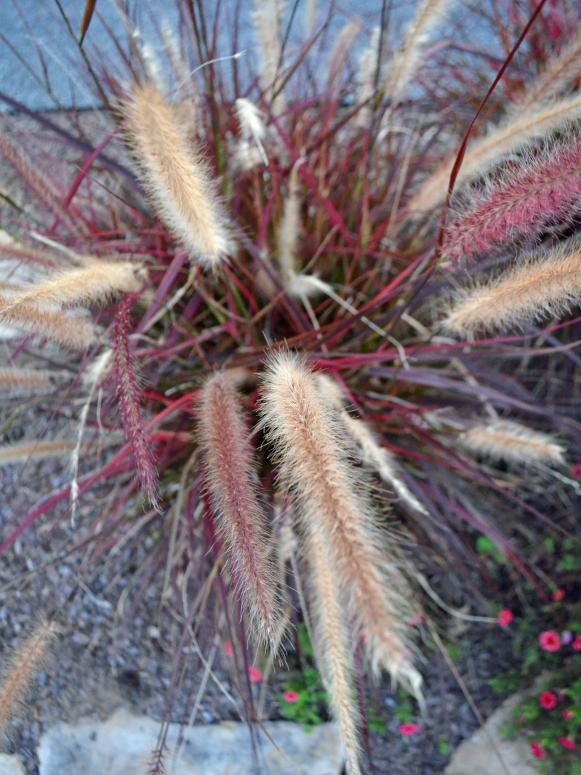 Fountain Grass 'Fireworks' Fountain Grass 'Fireworks'