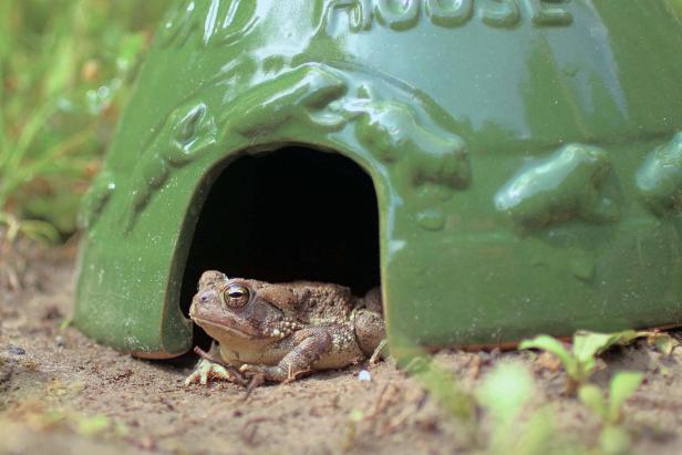 Toad House 2 Toad House 2