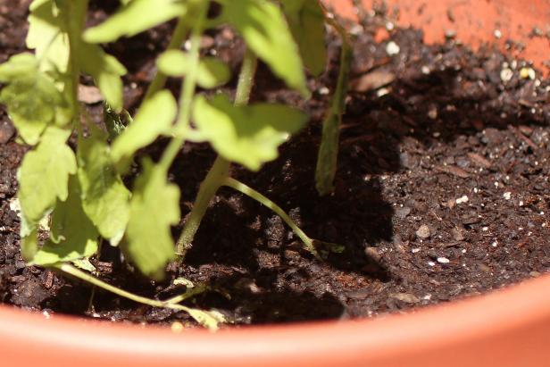 Potting Soil Potting Soil