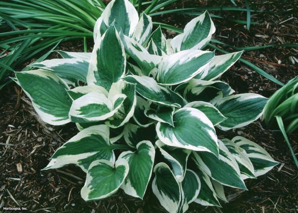 Hosta 'Patriot' Hosta 'Patriot'