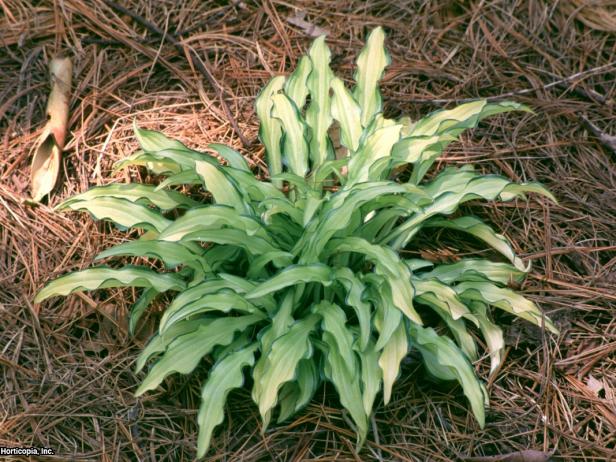 Hosta 'Kabitan' Hosta 'Kabitan'