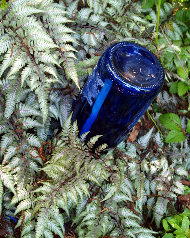 Fun With Ferns Fun With Ferns