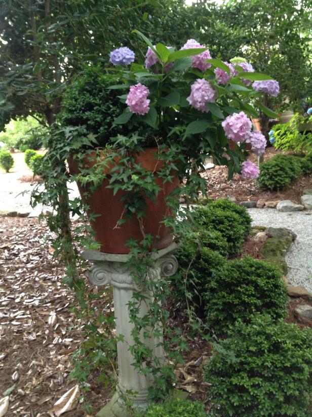 Hydrangeas in containers can be used on decks, patios or on stands in your garden. This plant, held atop an old column, adds an elegant touch.