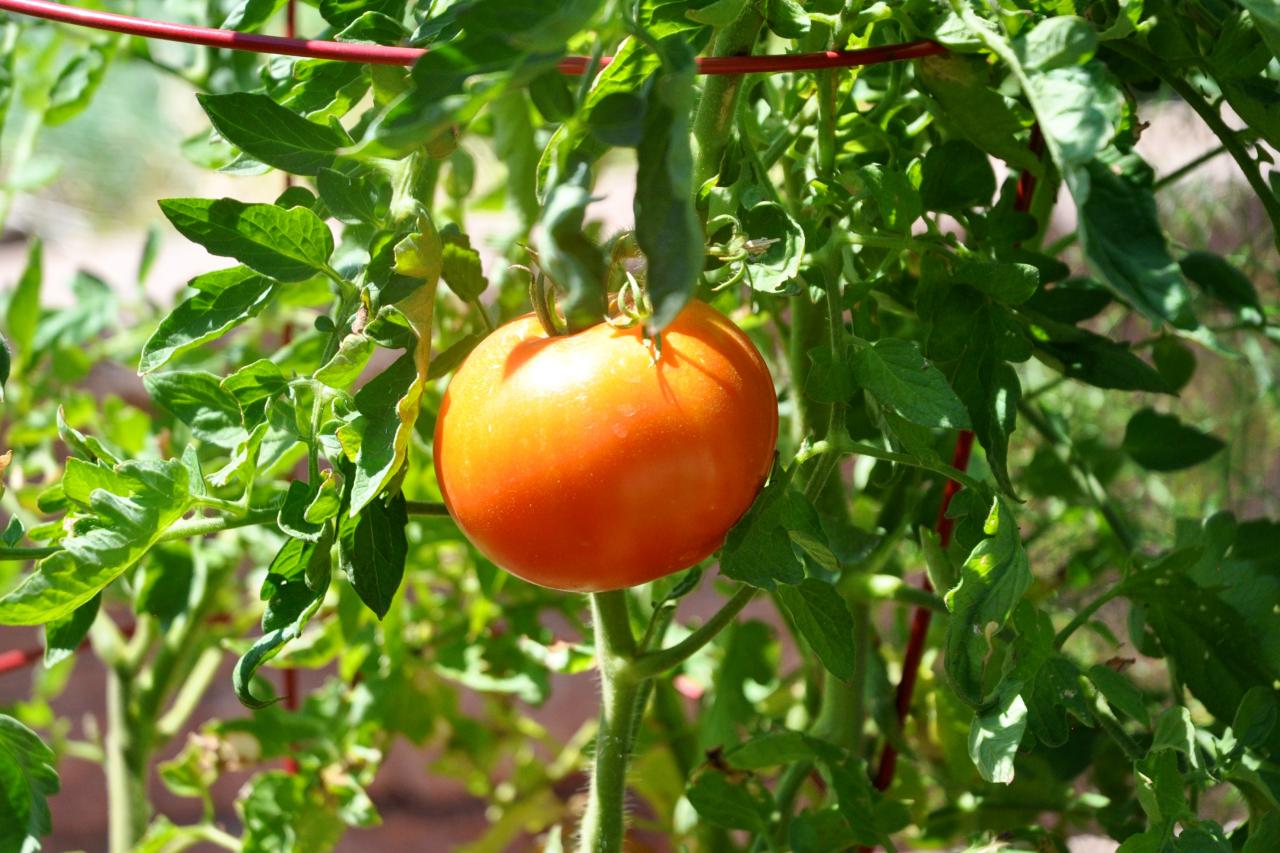 How to Grow Container Tomatoes HGTV