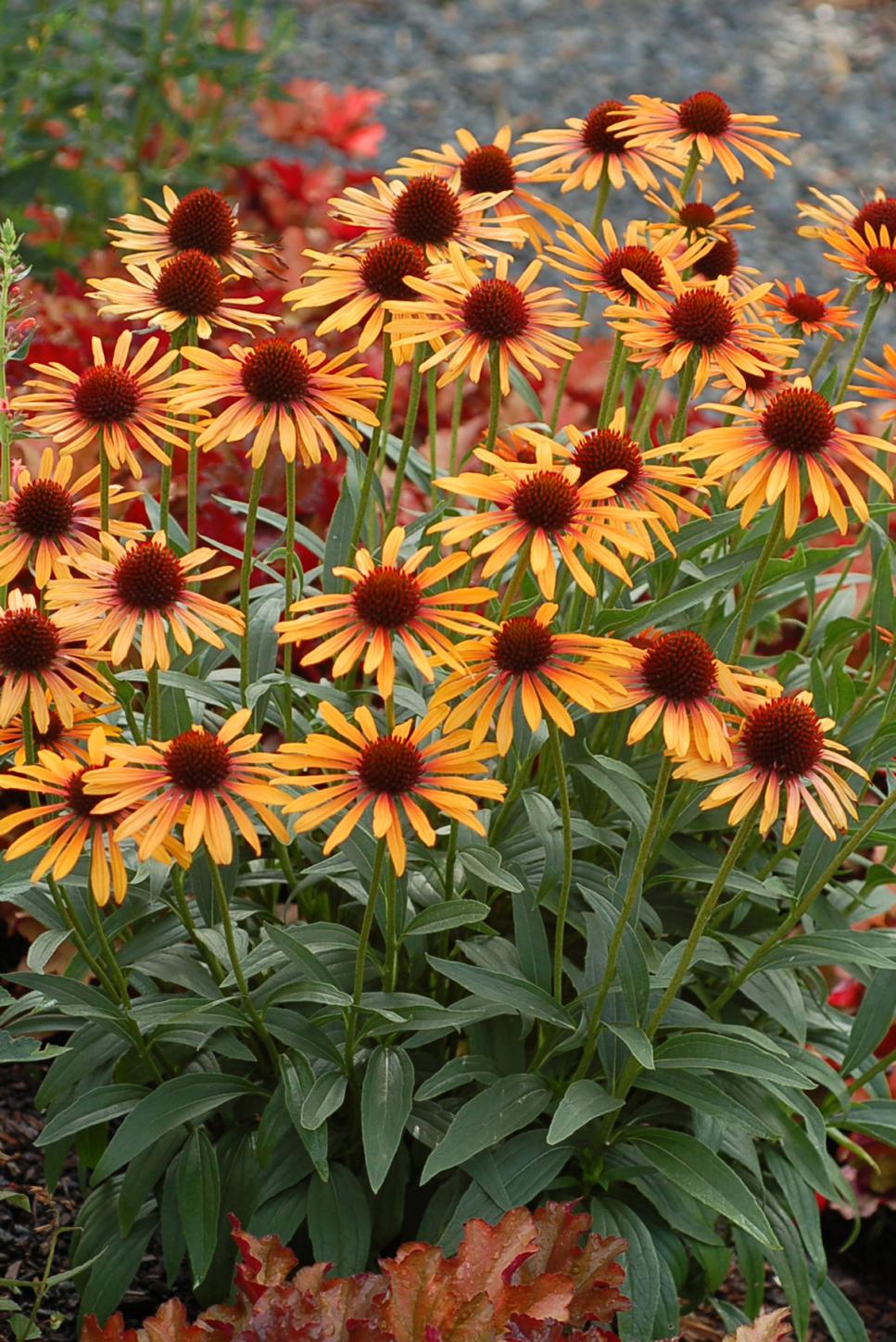 New and Unusual Coneflower Varieties HGTV