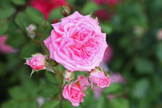 2014 Biltmore International Rose Trials: "Sweet Drift" 2014 Biltmore International Rose Trials: "Sweet Drift"
