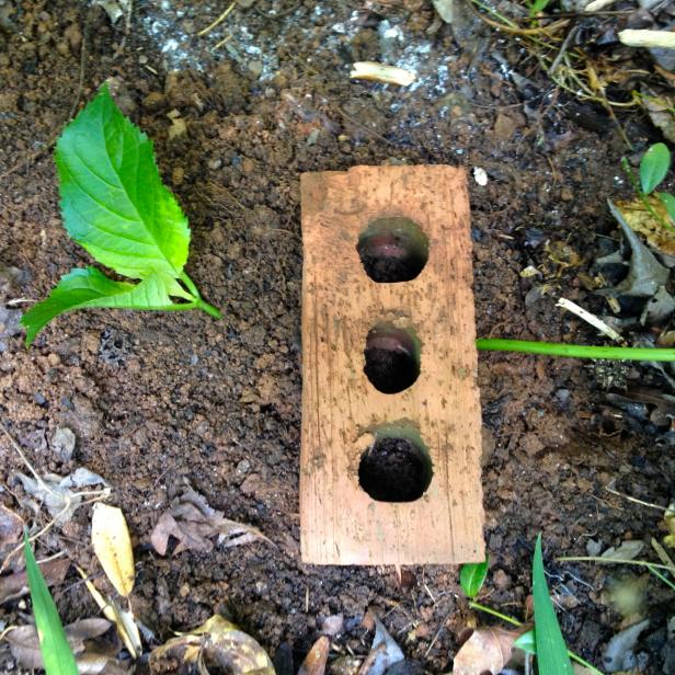 Use a rock or brick to help keep the leafless part of the stem under the soil. Water the ground and keep it moist, but not soggy.