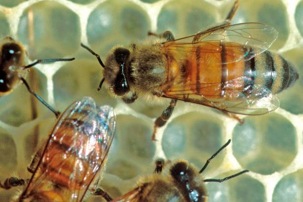 National Pollinator Week National Pollinator Week