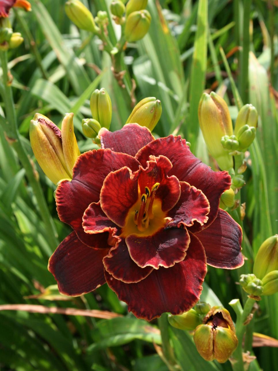 Daylily Varieties | Daylily Photos | HGTV