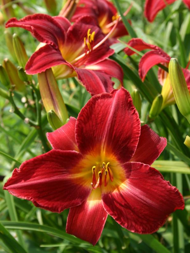 'Red Volunteer' Daylily 'Red Volunteer' Daylily