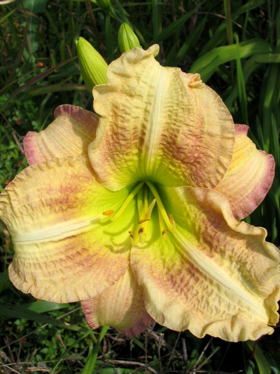 Daylily Varieties Daylily Photos HGTV
