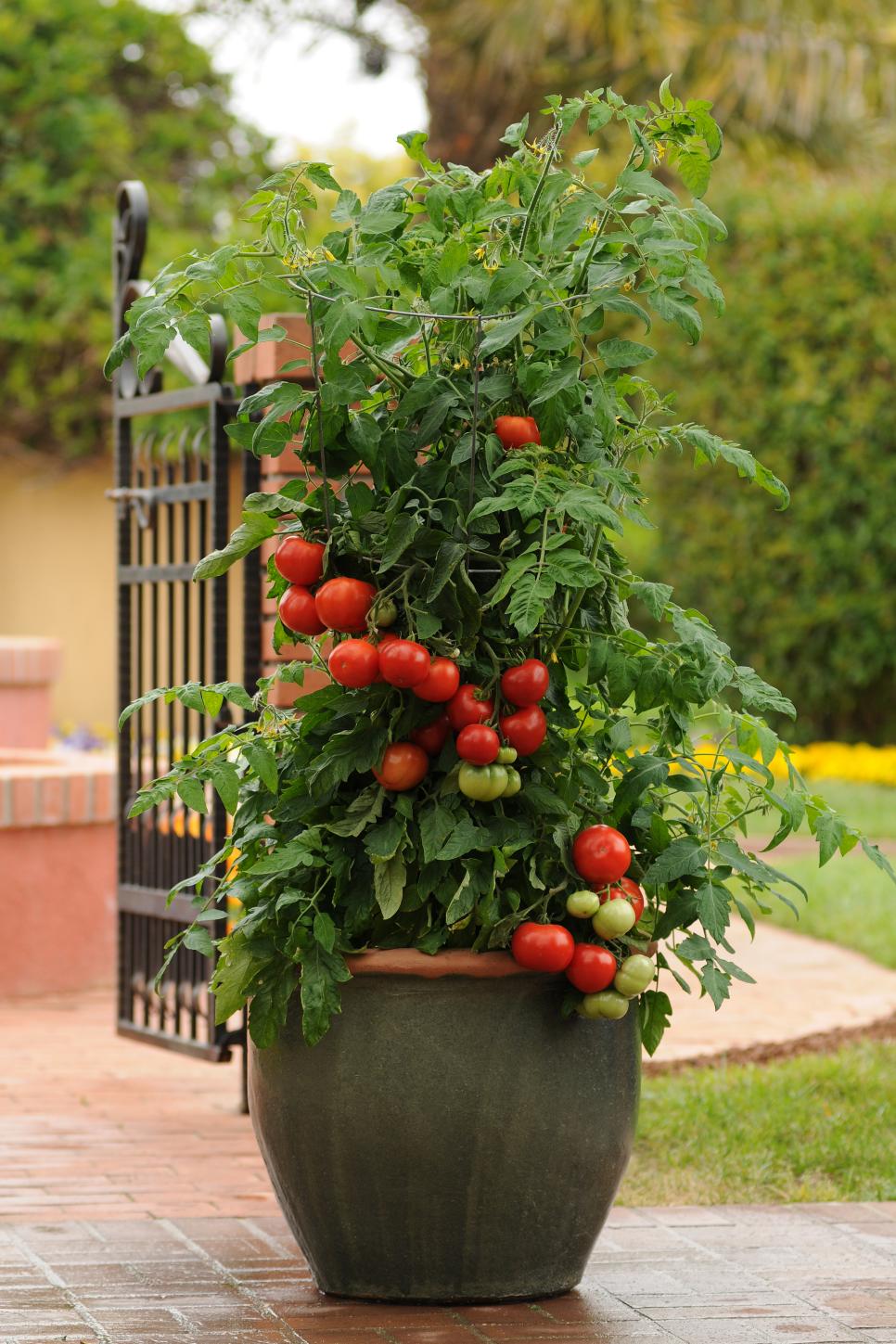 Tomato Varieties for Your Container Garden Growing